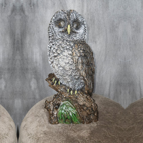 Barn owl medium